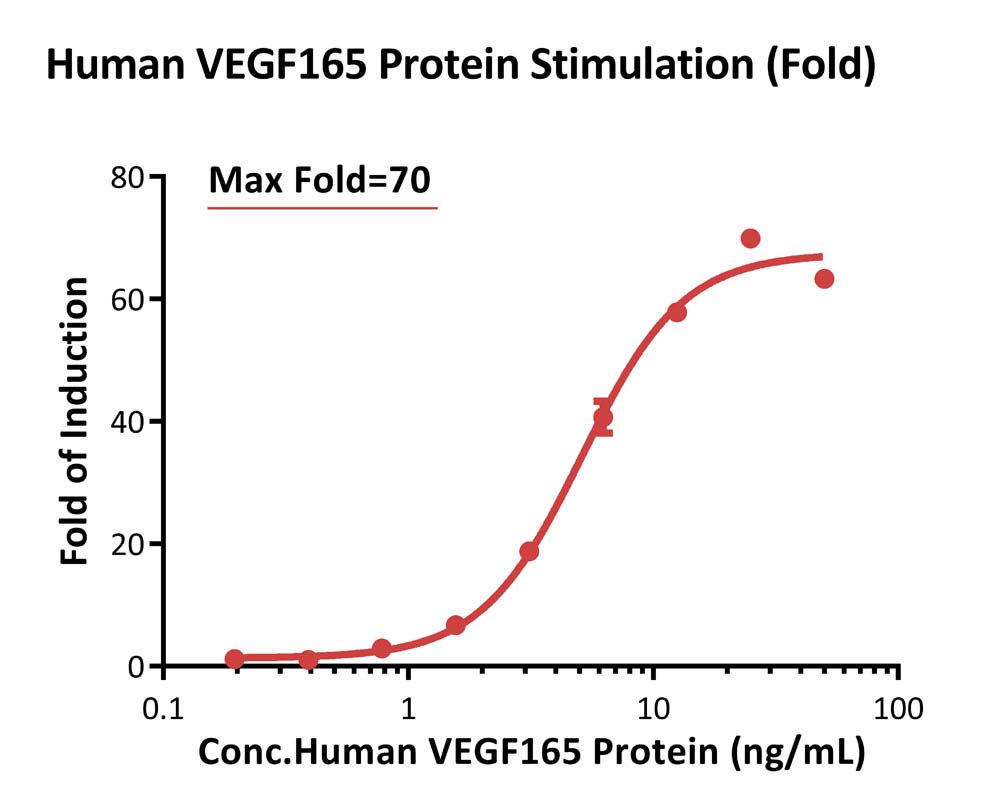 VEGF165 CELL