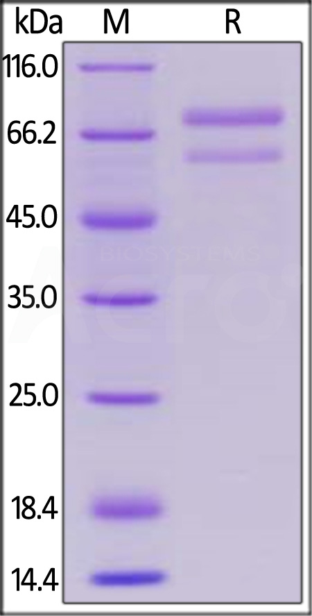 Human ANGPTL7, Mouse IgG2a Fc Tag (Cat. No. AN7-H5252) SDS-PAGE gel