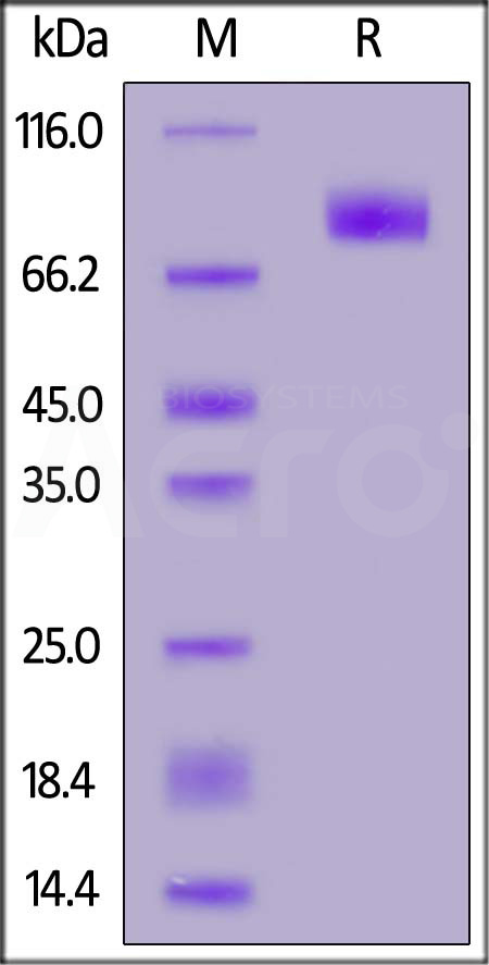 Human B7-H7, Fc Tag (Cat. No. B77-H5257) SDS-PAGE gel