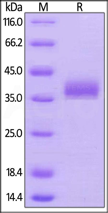 Biotinylated Human BTN1A1, His,Avitag (Cat. No. BT1-H82E6) SDS-PAGE gel