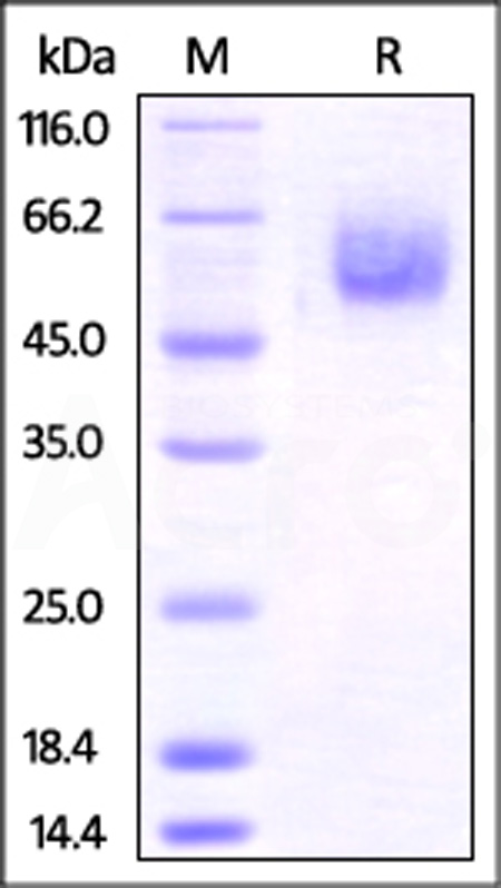 Mouse BTLA, Fc Tag (Cat. No. BTA-M5253) SDS-PAGE gel