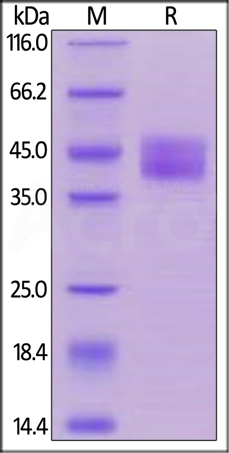 Biotinylated Human CD84, His,Avitag (Cat. No. CD4-H82E5) SDS-PAGE gel