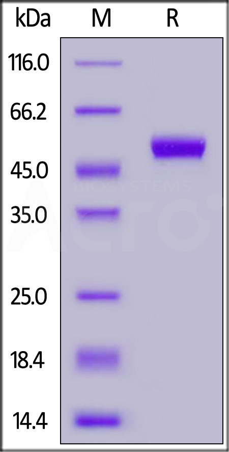 FITC-Labeled Human CD5, His Tag (Cat. No. CD5-H52H2) SDS-PAGE gel