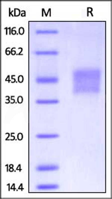 Human CD16a (V176), His Tag (Cat. No. CD8-H52H4) SDS-PAGE gel