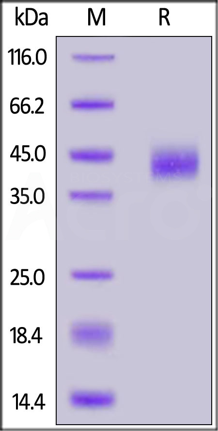 FITC-Labeled Human CD38, His Tag (Cat. No. CD8-HF2H5) SDS-PAGE gel