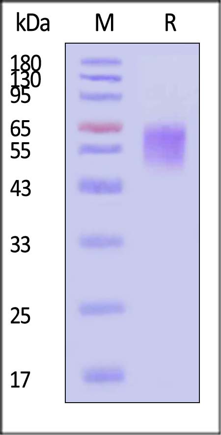 Cynomolgus / Rhesus macaque CD19 (20-292), His Tag (Cat. No. CD9-C5221) SDS-PAGE gel