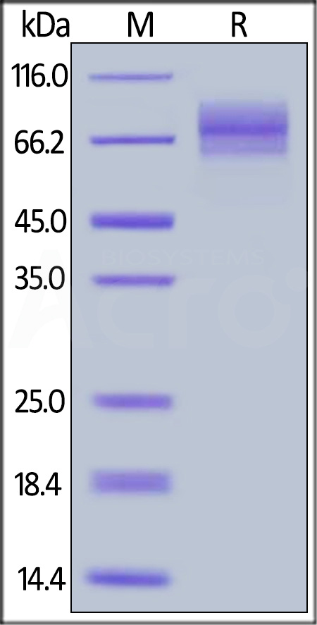 Cynomolgus / Rhesus macaque CD19 (20-292), Fc Tag (Cat. No. CD9-C5251) SDS-PAGE gel