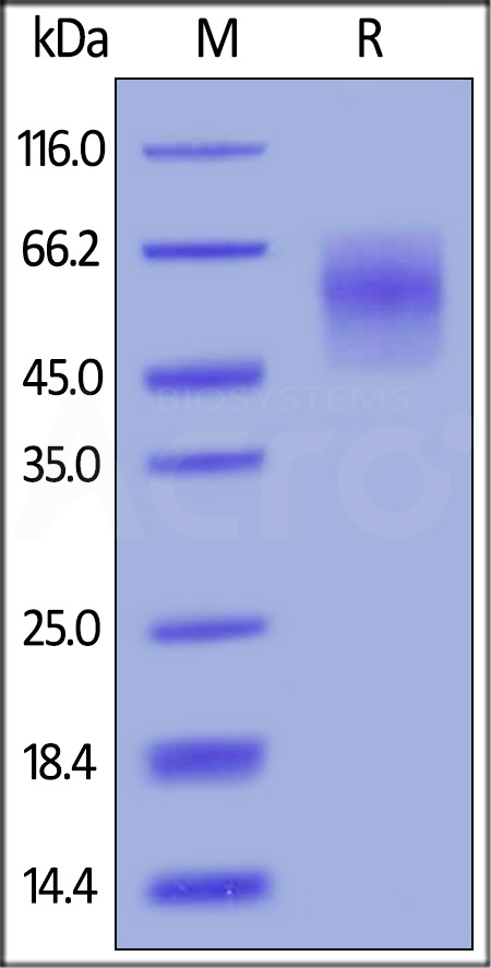Biotinylated Human CEACAM-6, His,Avitag (Cat. No. CE6-H82E7) SDS-PAGE gel