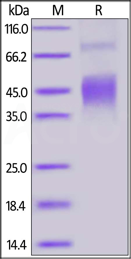 FITC-Labeled Human CLEC12A, His Tag (Cat. No. CLA-HF247) SDS-PAGE gel