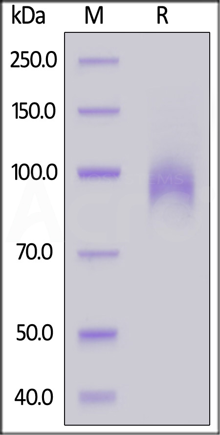 Human EGF R, His Tag, low endotoxin (Cat. No. EGR-H522a) SDS-PAGE gel
