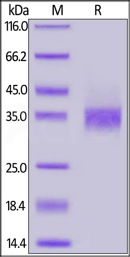Biotinylated Human EpCAM, His Tag, primary amine labeling (Cat. No. EPM-H8223) SDS-PAGE gel