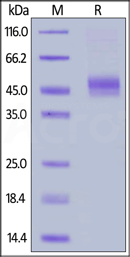 Biotinylated Cynomolgus CD64, His,Avitag (Cat. No. FCA-C82E8) SDS-PAGE gel