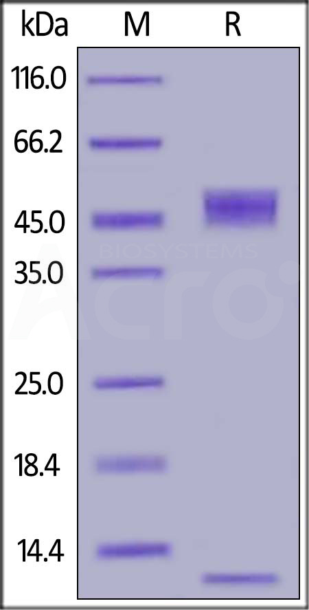 Biotinylated Mouse FCGRT&B2M Heterodimer Protein, His,Avitag (Cat. No. FCM-M82W5) SDS-PAGE gel