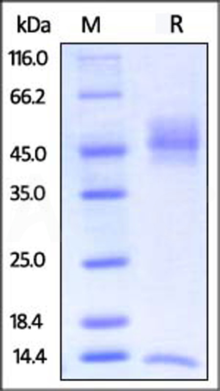 Biotinylated Rat FCGRT&B2M Heterodimer Protein, Avitag,His Tag&Strep II Tag (Cat. No. FCM-R82W7) SDS-PAGE gel