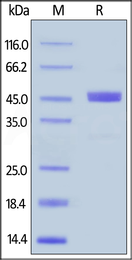 Human GITR Ligand, Fc Tag (Cat. No. GIL-H526a) SDS-PAGE gel