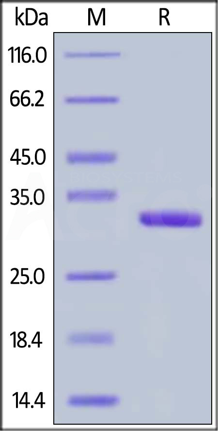 Human IgG1 Fc (C103S), Flag Tag (Cat. No. IG1-H52C9) SDS-PAGE gel