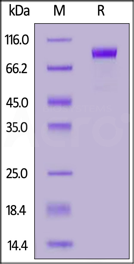 Human Kremen-1, Fc Tag (Cat. No. KR1-H5253) SDS-PAGE gel