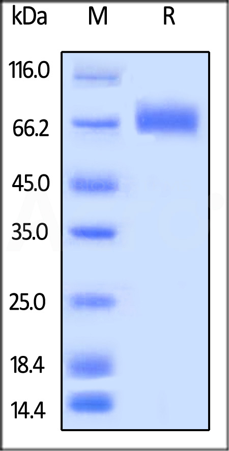 Biotinylated Human LILRA3, His,Avitag (Cat. No. LI3-H82E0) SDS-PAGE gel