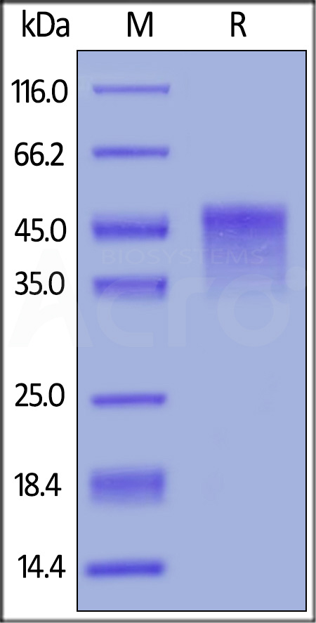 Biotinylated Mouse OX40, His,Avitag (Cat. No. OX0-M82E5) SDS-PAGE gel
