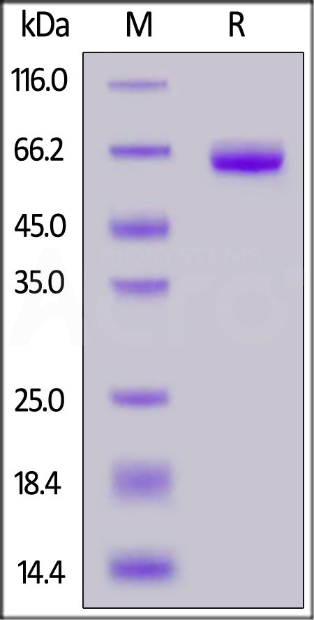 Human Tissue Factor, Fc Tag (Cat. No. TF3-H5253) SDS-PAGE gel