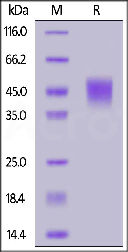 Mouse Tissue Factor, His Tag (Cat. No. TF3-M52H3) SDS-PAGE gel