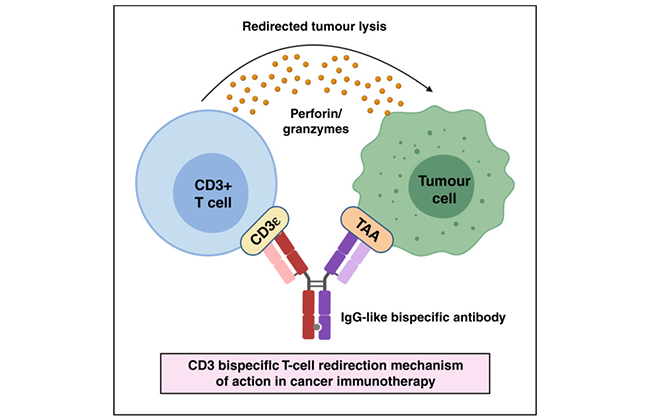 CD3/TAA双抗评价