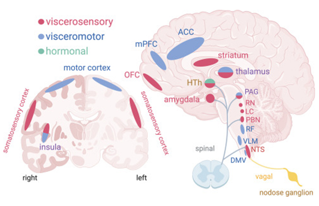 神经科学研究