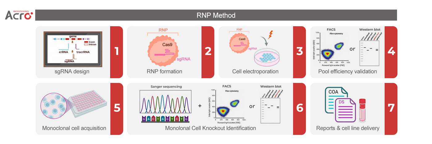 RNP 法【极低脱靶效应、无基因整合风险、高编辑效率】