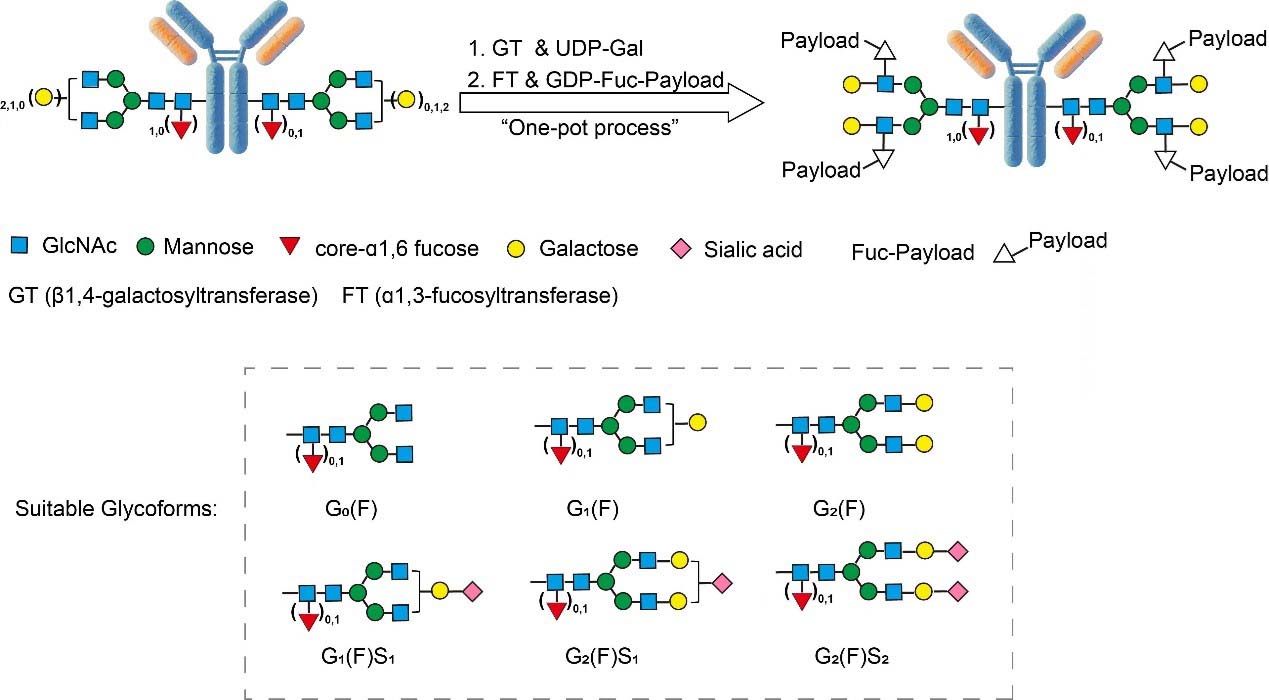 DBCO ASSAY PRINCIPLES