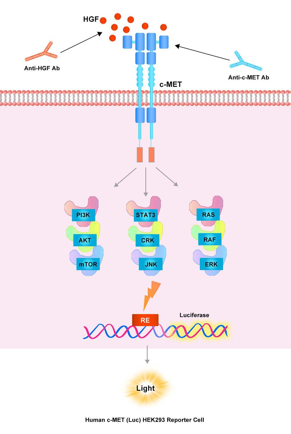 HGF R Assay Principles