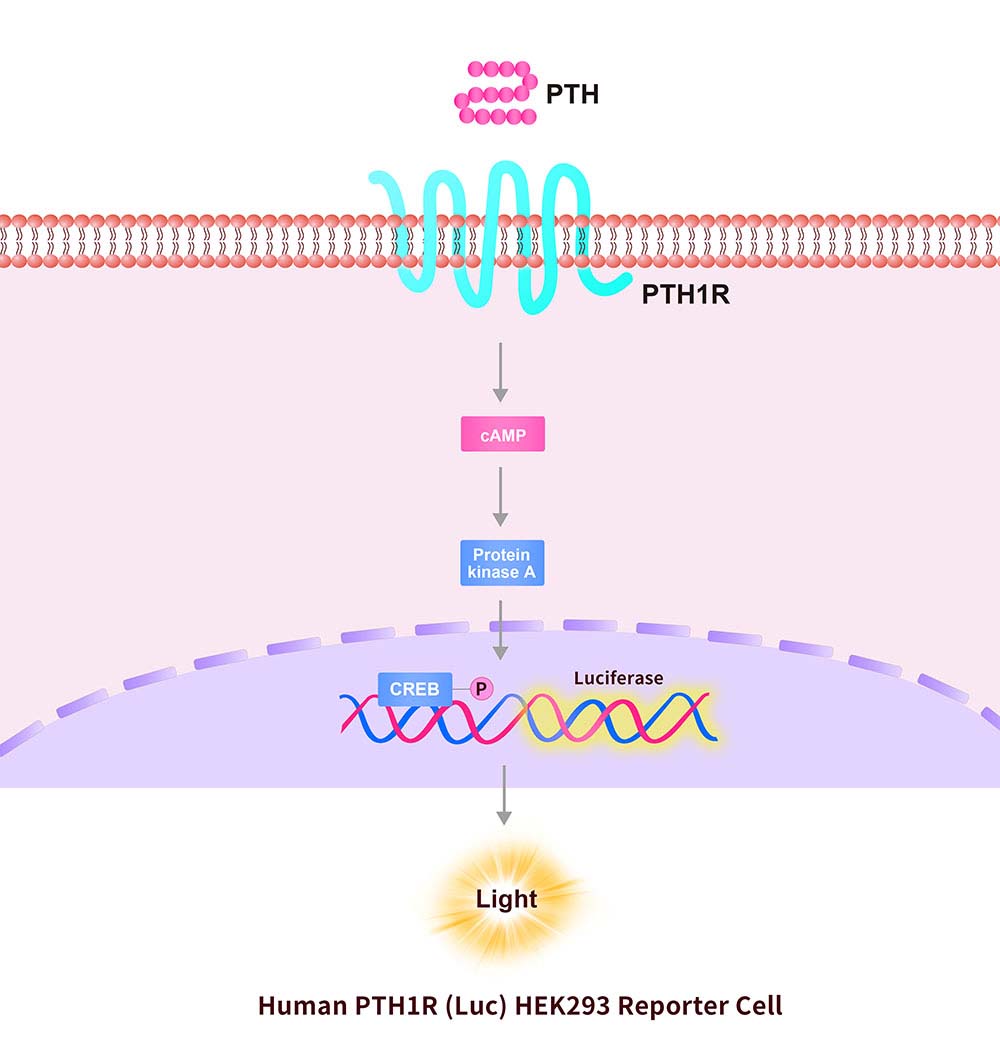 PTH1R Assay Principles