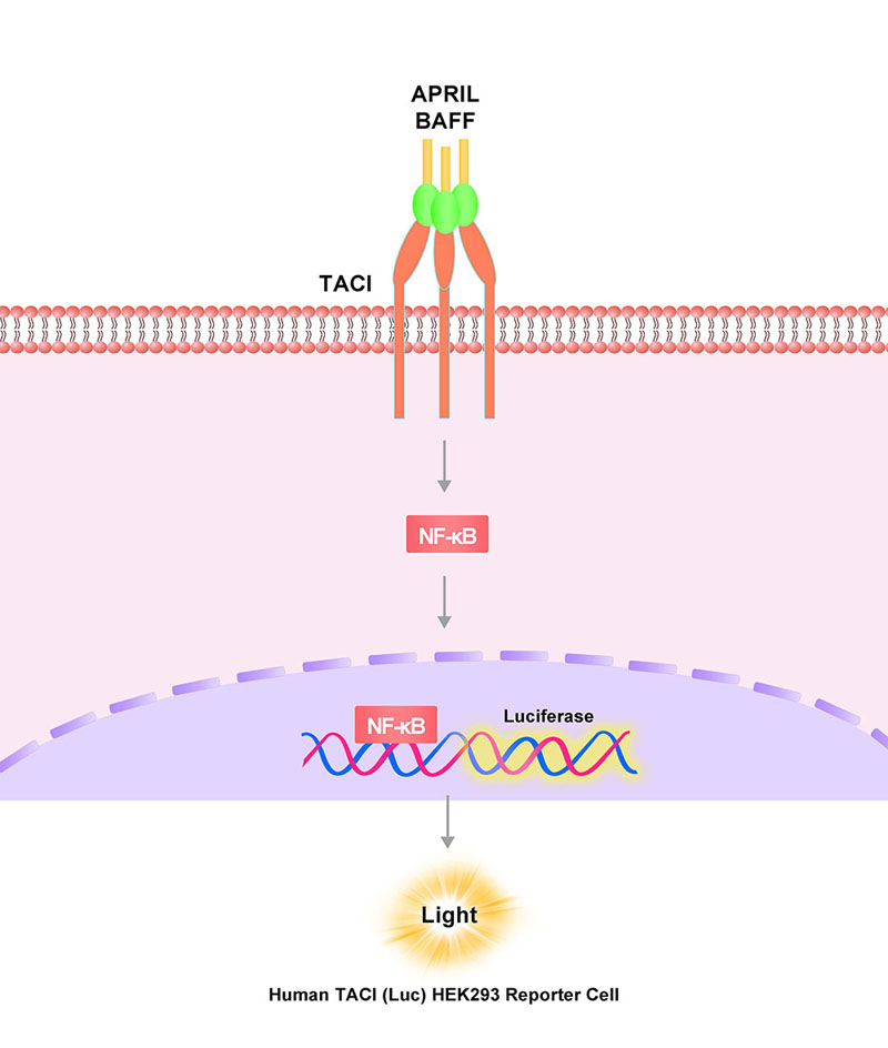 TACI Assay Principles