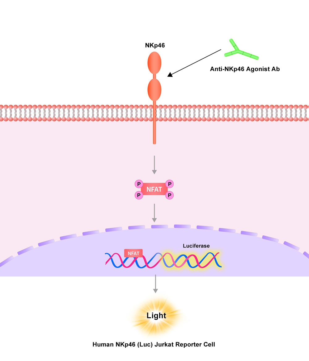 NKp46 Assay Principles