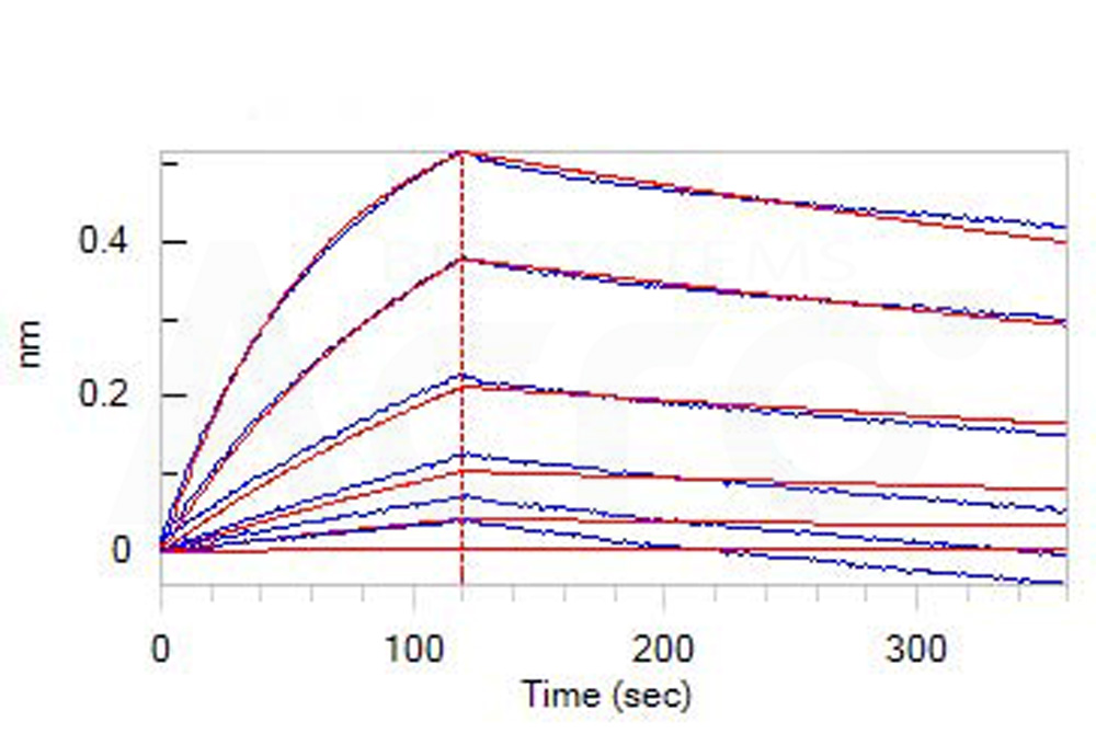 Pre-Fusion glycoprotein BLI