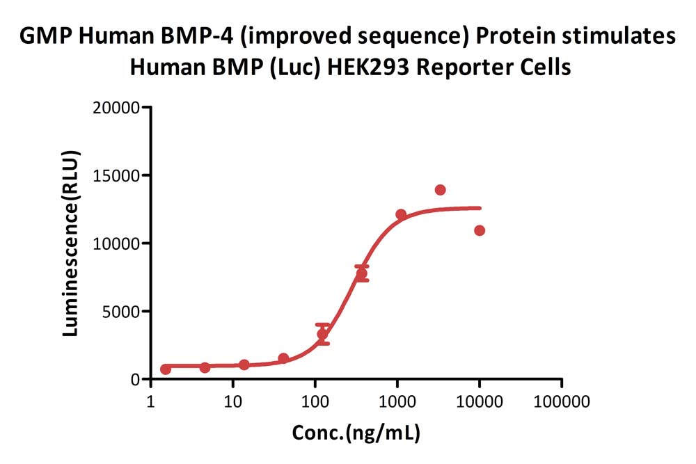 BMP-4 CELL