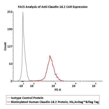 Claudin-18.2 FACS