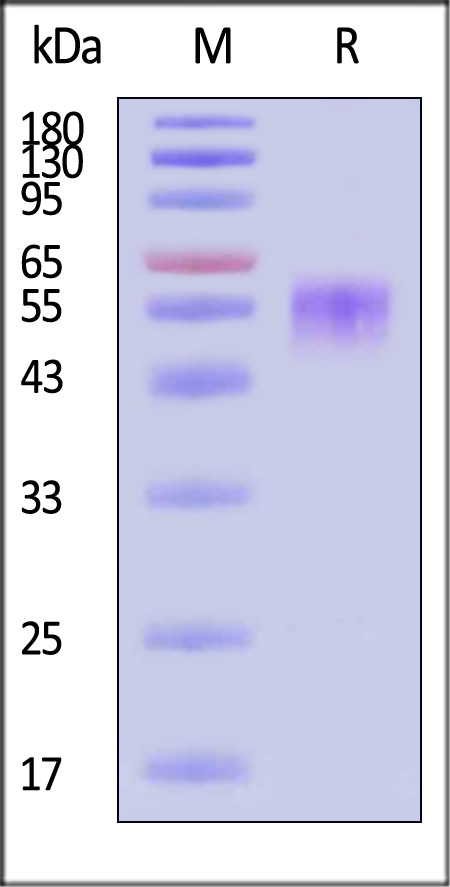 Activin RIIB SDS-PAGE