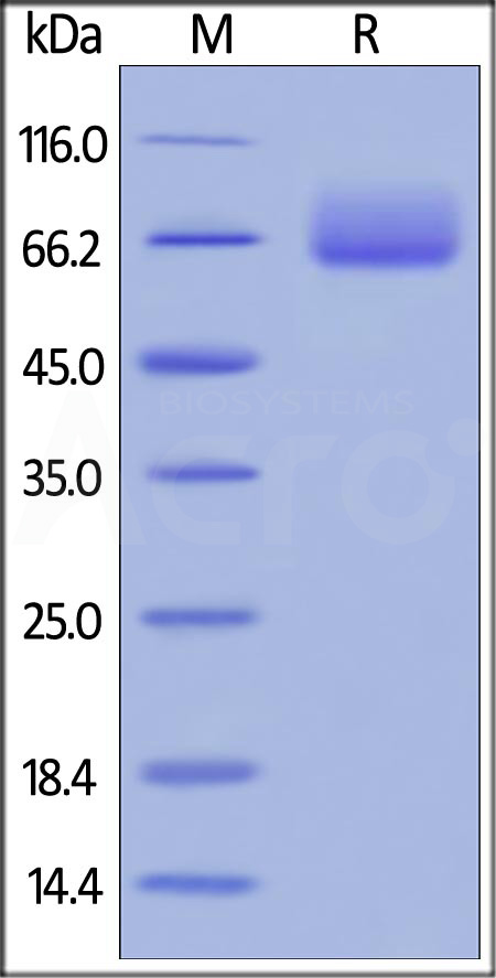 Human B7-1, Fc Tag (Cat. No. B71-H5259) SDS-PAGE gel