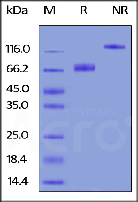 Biotinylated Human B7-1, Fc,Avitag (Cat. No. B71-H82F2) SDS-PAGE gel