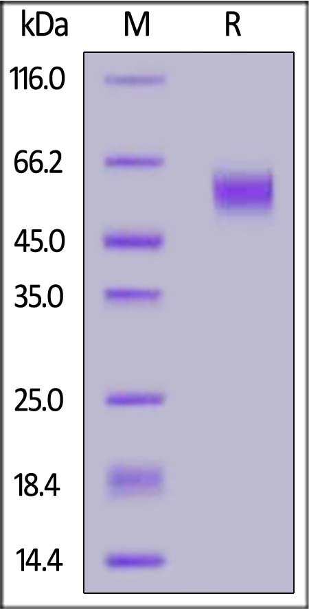 Biotinylated Human B7-H7, His,Avitag™ (Cat. No. B77-H82E3) SDS-PAGE gel