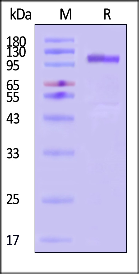 Cadherin-17 SDS-PAGE