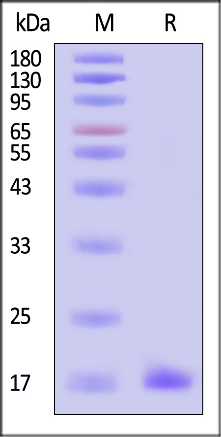 CCL21 SDS-PAGE