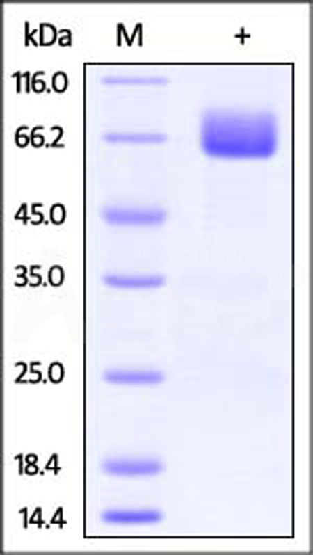 Cynomolgus / Rhesus macaque B7-1, Fc Tag (Cat. No. CD0-C5252) SDS-PAGE gel