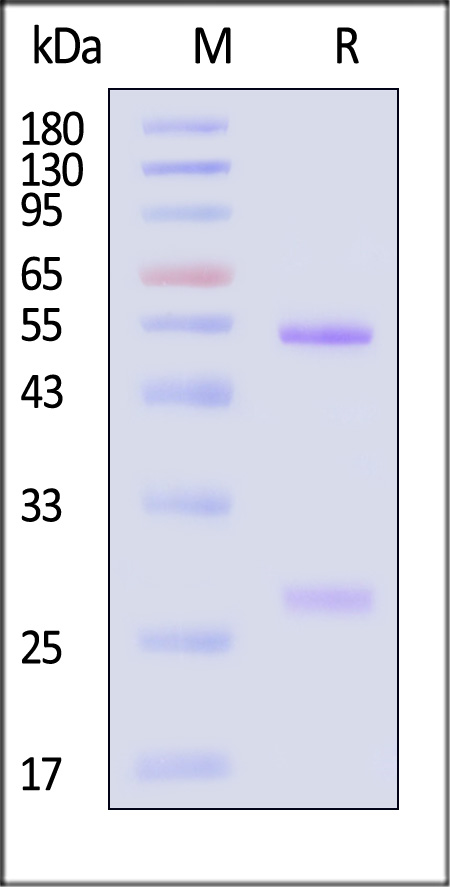 CD71 SDS-PAGE