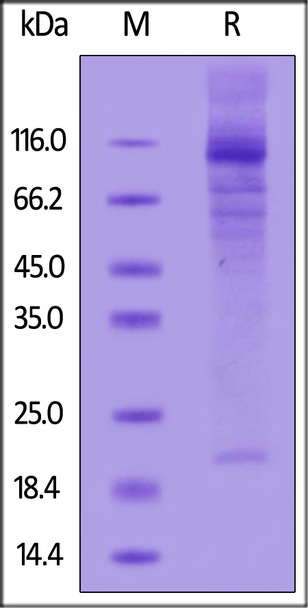 Biotinylated Human CD133 Protein, His,Avitag (Cat. No. CD3-H82Q8) SDS-PAGE gel