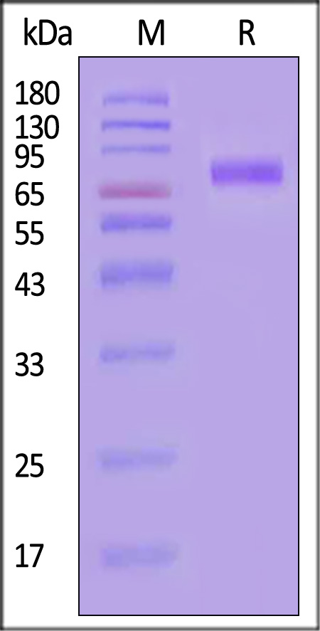 CD155 SDS-PAGE