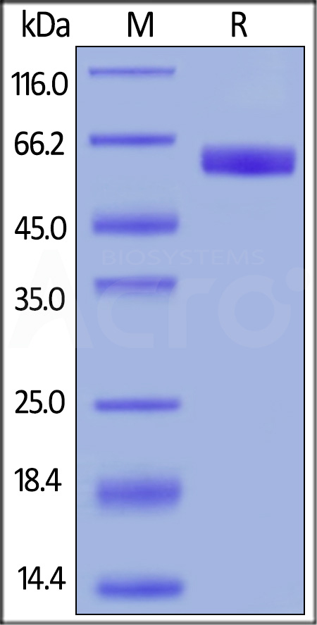 CD47 SDS-PAGE