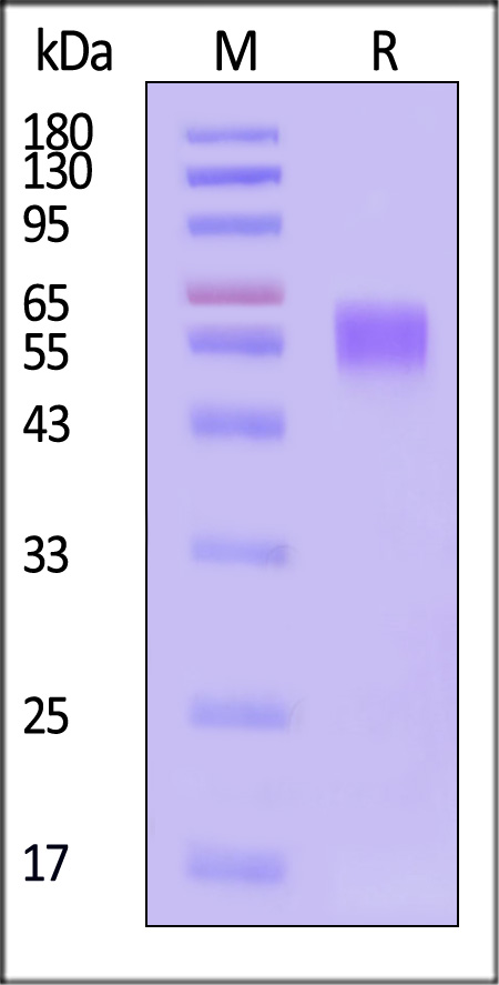 CD47 SDS-PAGE