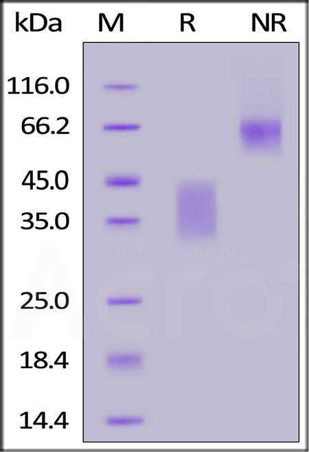 Biotinylated Human / Cynomolgus / Rhesus macaque CD28, His,Avitag (Cat. No. CD8-H82E5) SDS-PAGE gel