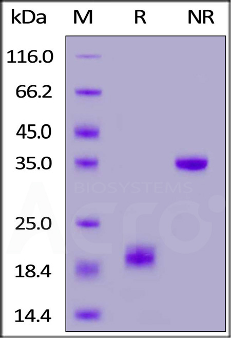 Mouse CD3 epsilon&CD3 gamma Heterodimer Protein, His Tag&Flag Tag (Cat. No. CDG-M52D2) SDS-PAGE gel